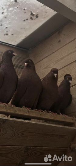 Бойные голуби армянские