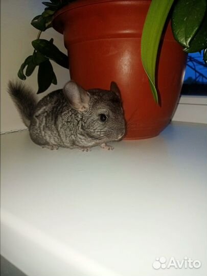Шиншилла