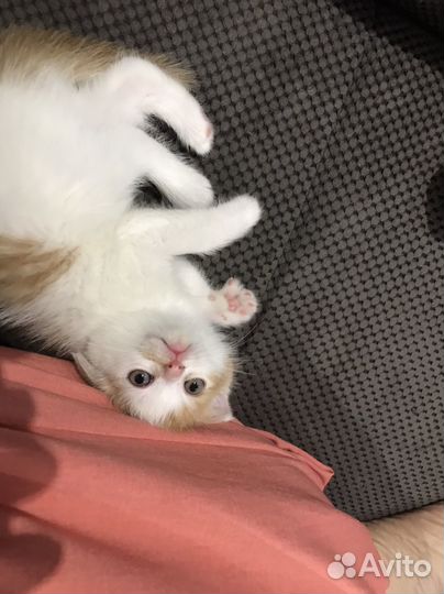 Продаю персидских котят
