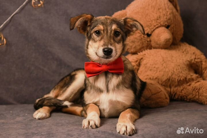 Щенок Боня умная добрая в хорошие руки