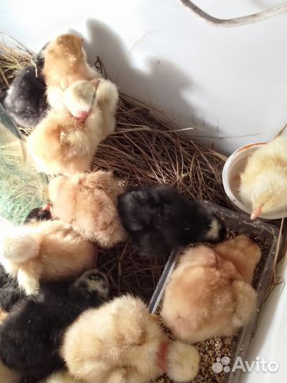 Цыплята домашние мясо- яичной породы