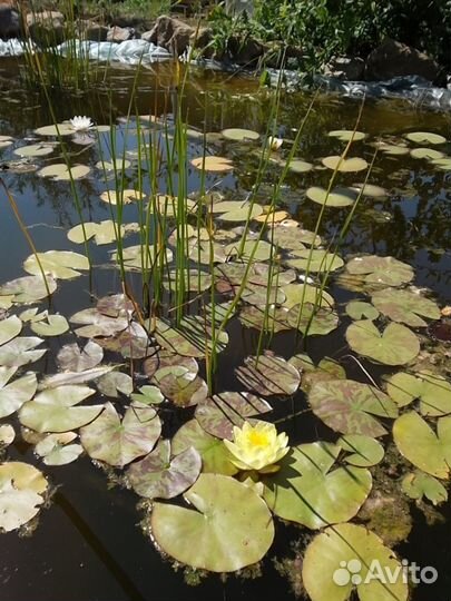Нимфея (кувшинка), Рогоз, Сусак