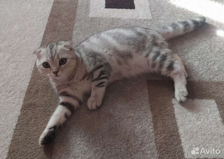 Продаётся котенок