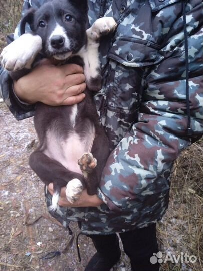 5 щенков, 3 мес, в дар, с доставкой