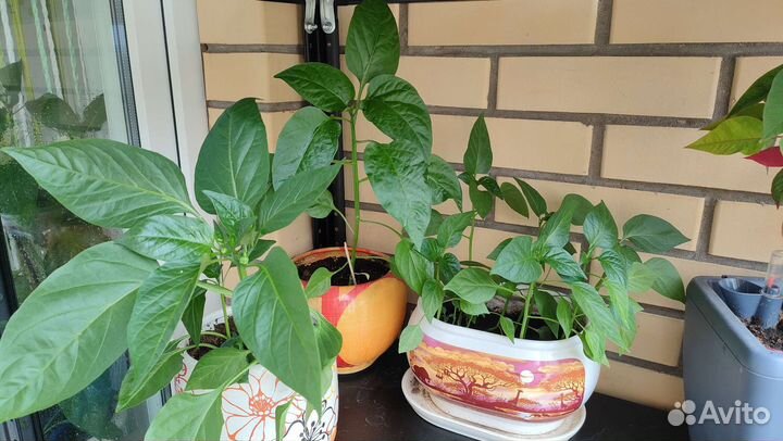 Саженцы сладкого перца