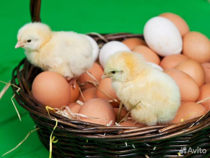 Качественное яйцо под инкубацию