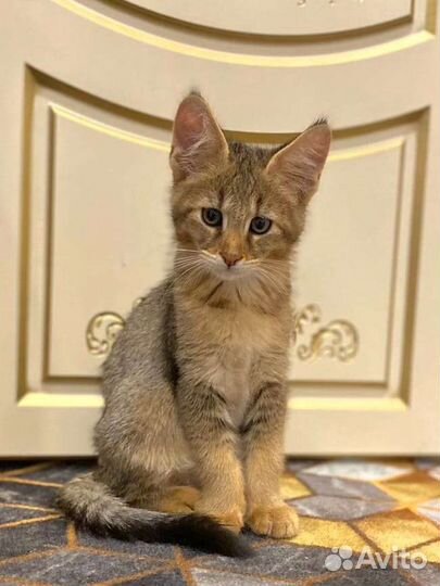 Кошка чаузи ф1