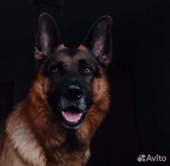 Собаки