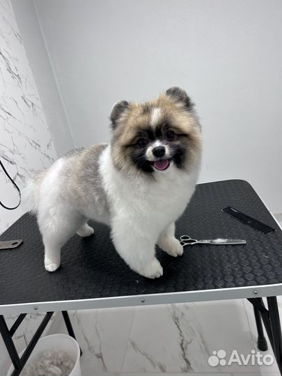 Стрижка собак и кошек всех пород