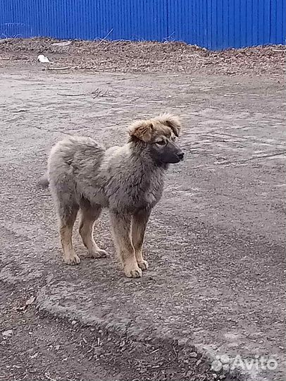 Красотун ищет дом