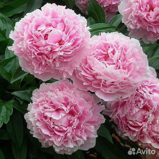 Пион Сара Бернар (Sarah Bernhardt)