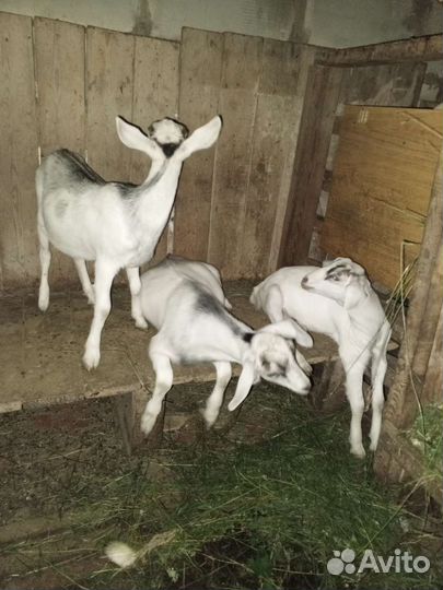 Зааненская коза