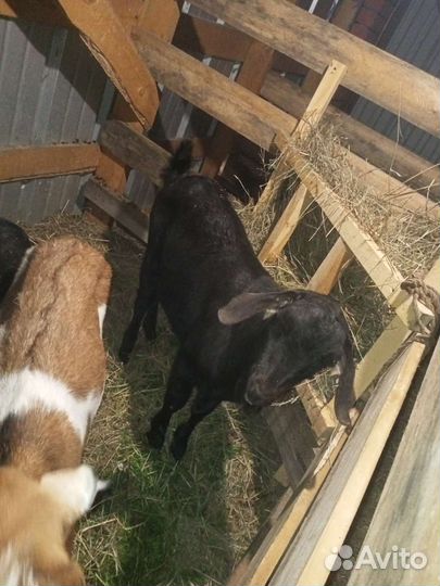 Нубийский козел