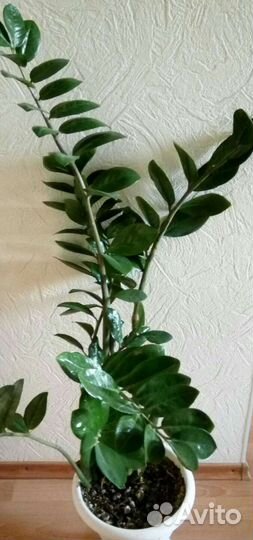 Замиокулькас