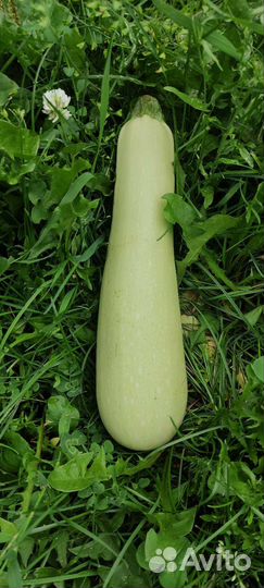 Кабачки бесплатно