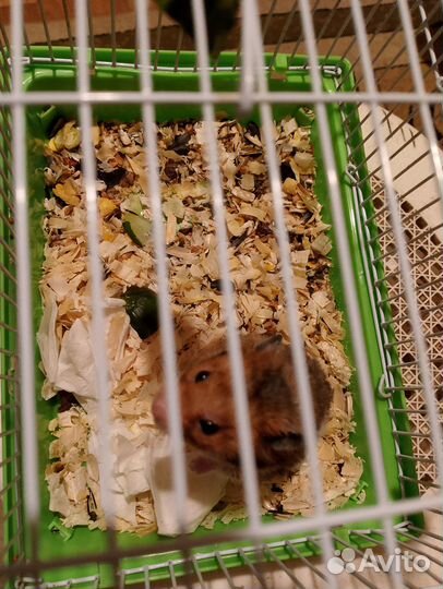 Отдам в добрые руки хомяка