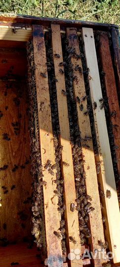 Пчелы пчелопакеты