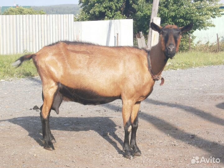 Коза дойная чешская