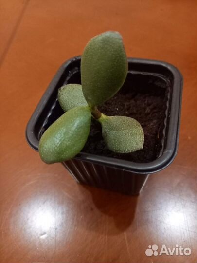 Суккулент Крассула (Толстянка) Ovata Arborescens