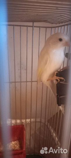 Кенара и канарейки, клетки б/у