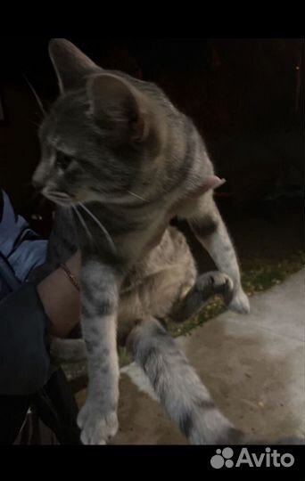 Котенок,девочка,возраст не знаем,британка