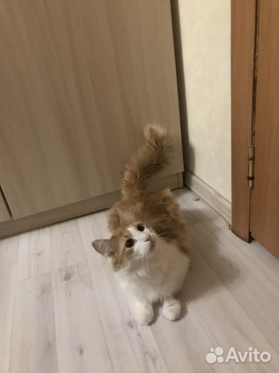 Персидская