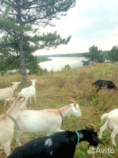 Продаётся фермерское хозяйство, земельный участок