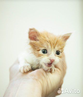 Котята рыжики