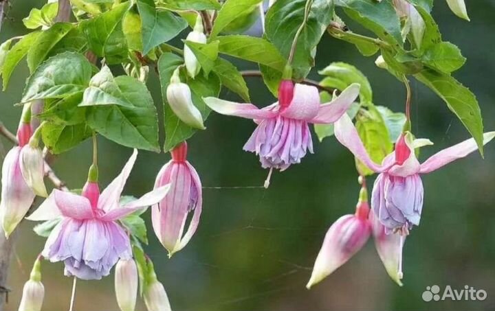 Цветы для дома и сада, черенки с корнями, высажены