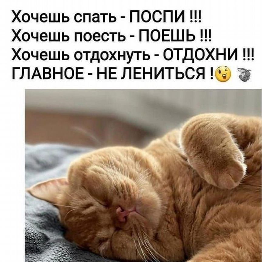 Найдена рыжая вислоухая кошка