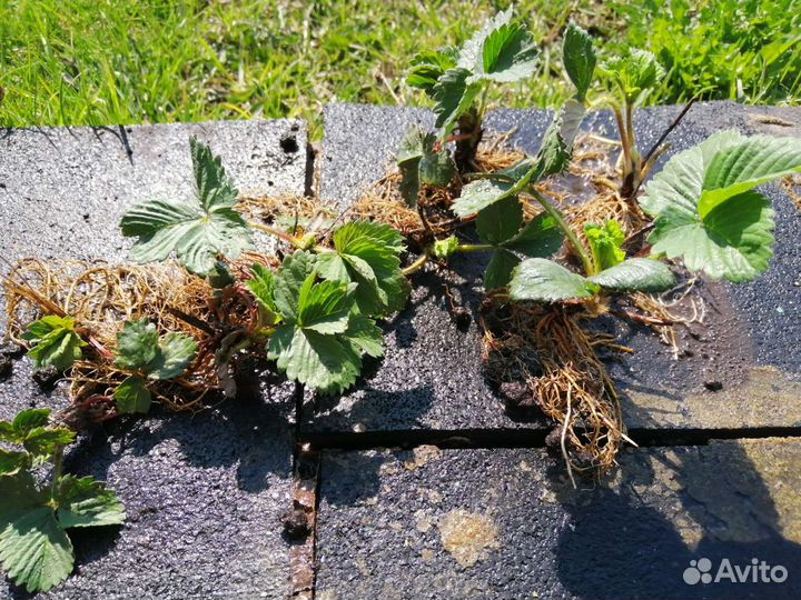 Саженцы Виктории