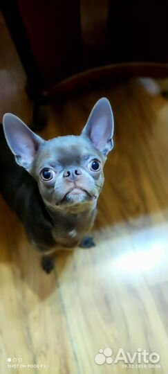 Чихуахуа мальчик вязка