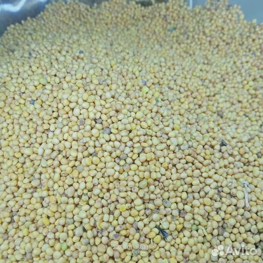 Семена горчицы