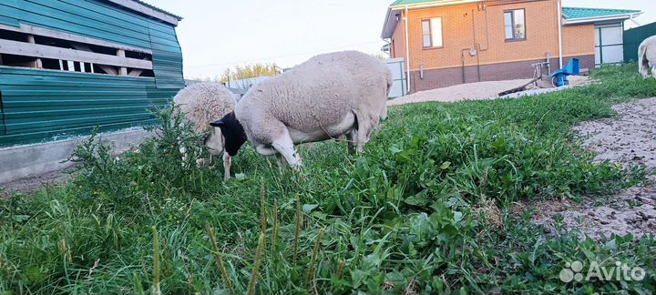 Дорпер черноголовый