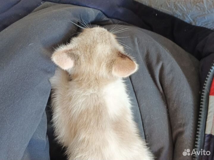 Турецкая Ангора и русская голубая