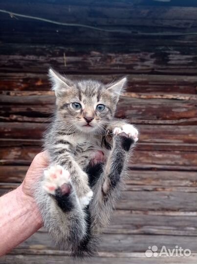 Кошка мышеловка