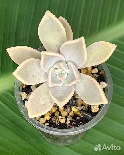 Суккуленты