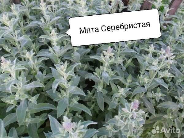 Мята разных сортов, мелисса, дущица