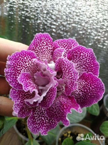 Махровая глоксиния