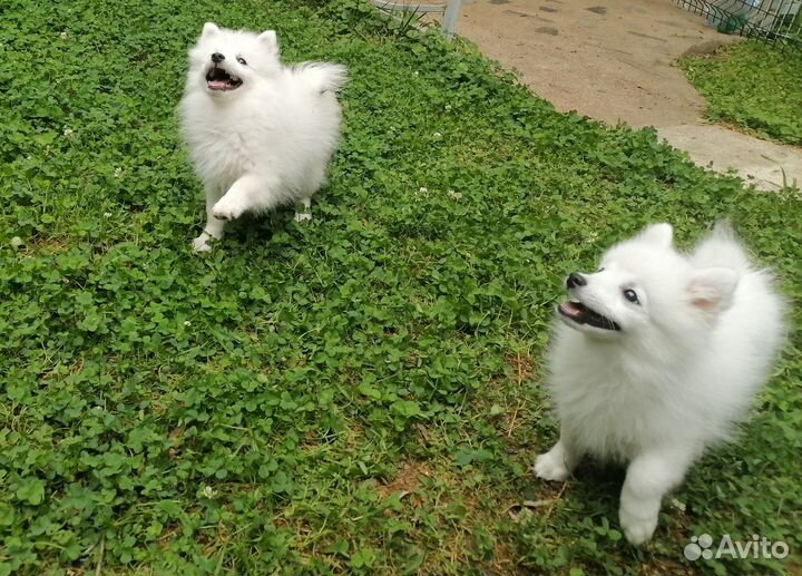 Белоснежные мальчики щенки японского шпица