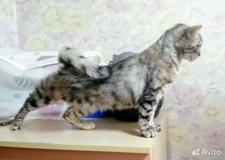 Молодая кошка ищет дом