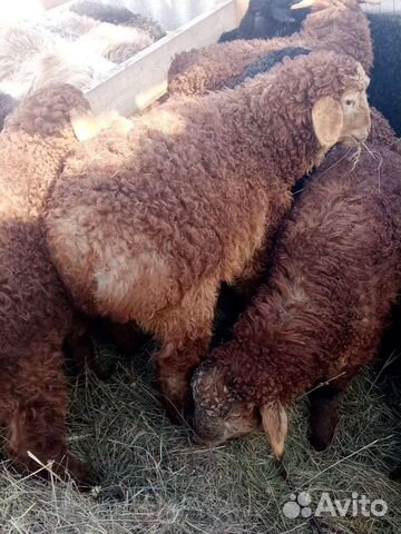 Баранчики и Ярки Эдельбай 4 месяца