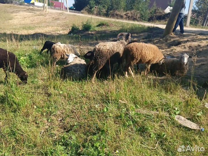 Продам баранов и овц
