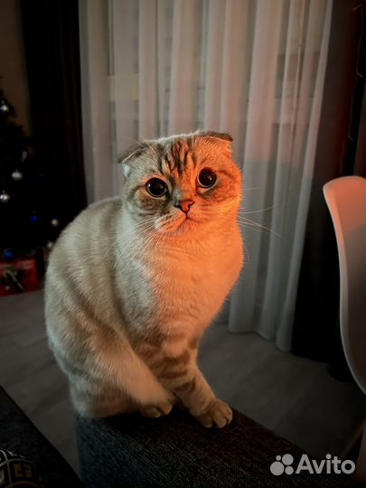 Котята шотландцы