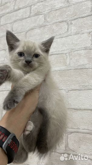 Котята в добрые руки бесплатно