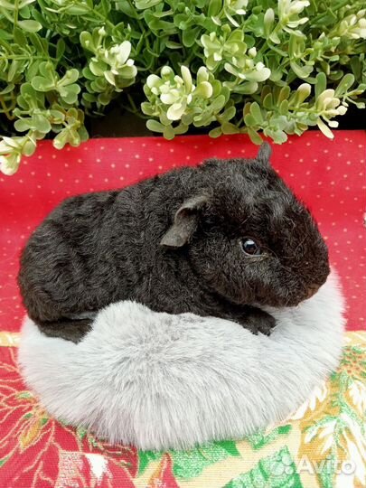 Американские тедди, Морская свинка