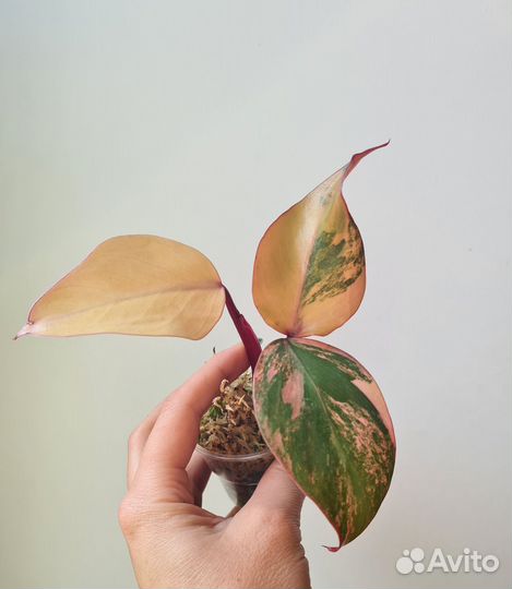 Филодендроны