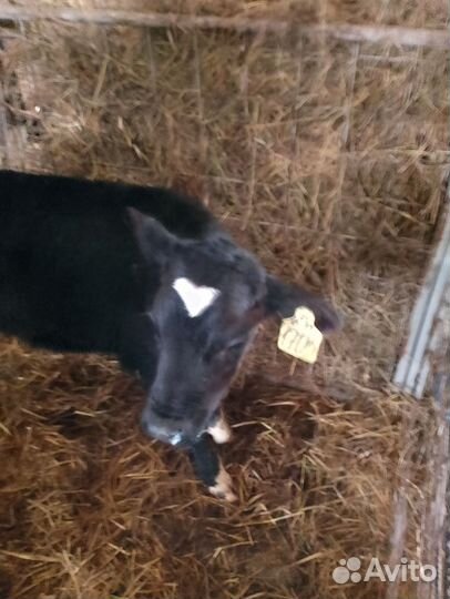 Телята бычки