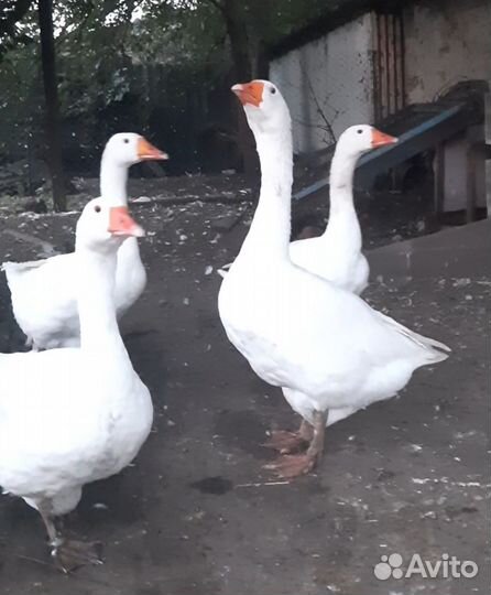 Гуси на мясо