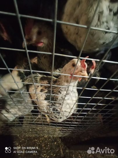 Полугодовалые петушки от породистых кур